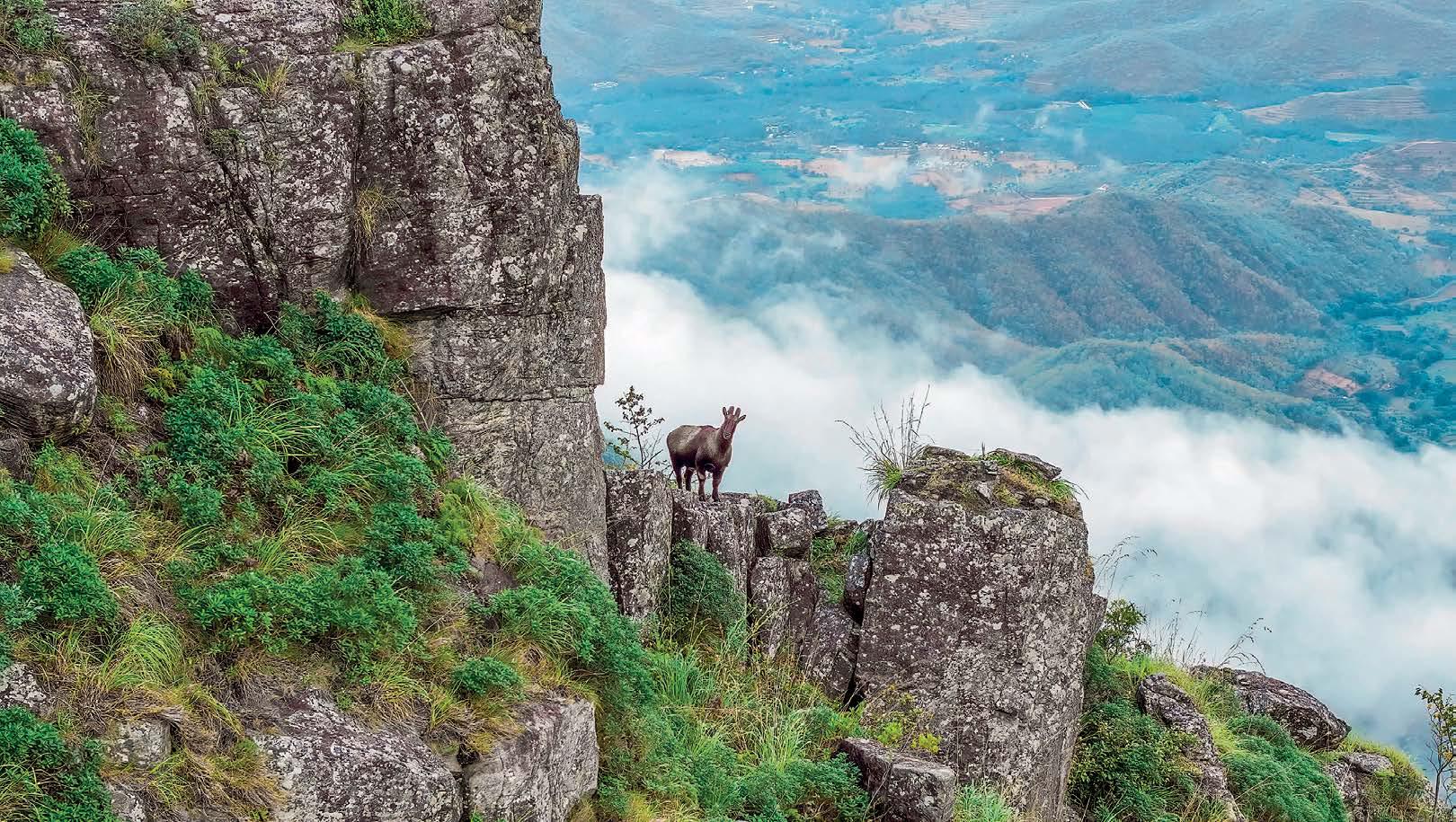 AMONG THE BLUE MOUNTAINS